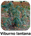 Viburno lantana